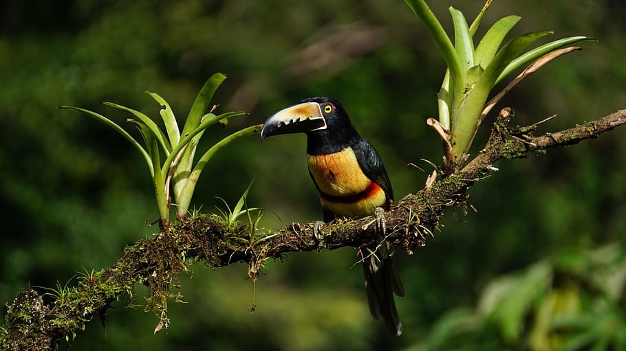 Costa Rican Bird Watching Adventure