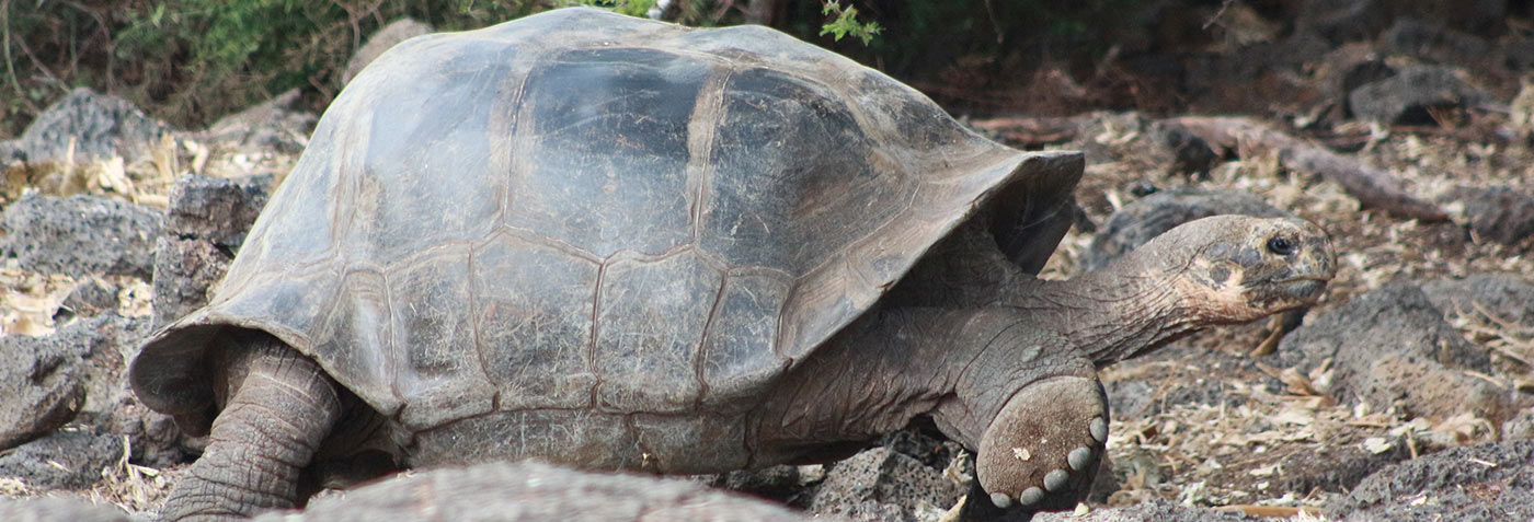  Galapagos | Experience the life of a Galapagos tortoise with the new webcams