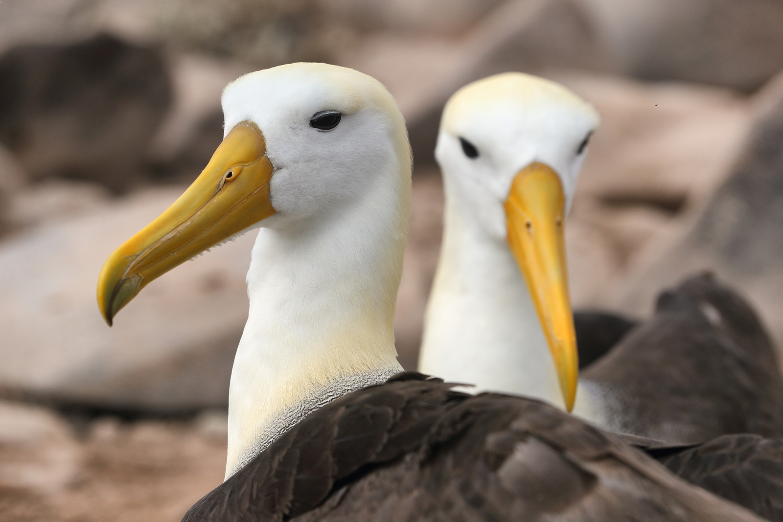 Sky Nomads: The Aerial Journey to Galapagos