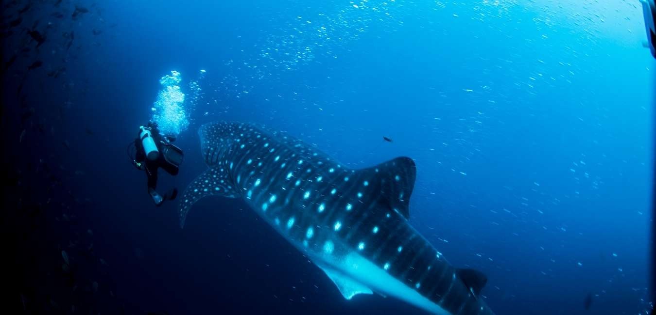 Leon Dormido | Whale Shark | Galapagos Islands | South America Travel
