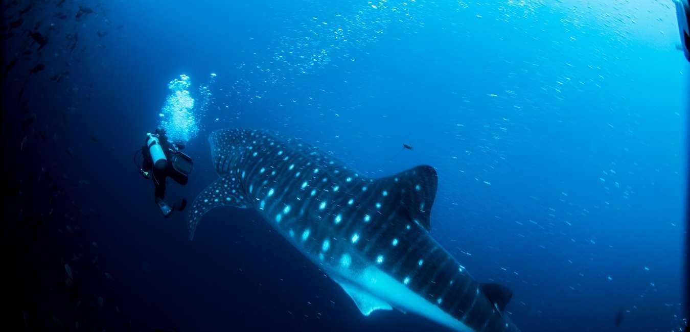 Leon Dormido | Whale Shark | Galapagos Islands