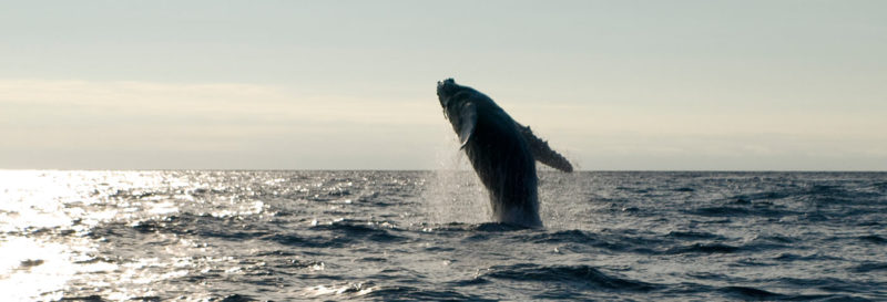 Best 4 Places to See Whales in Ecuador