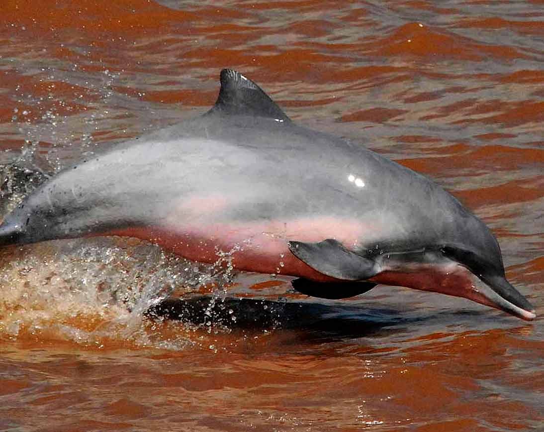 Dolphin | Wildlife Tour | Ecuador