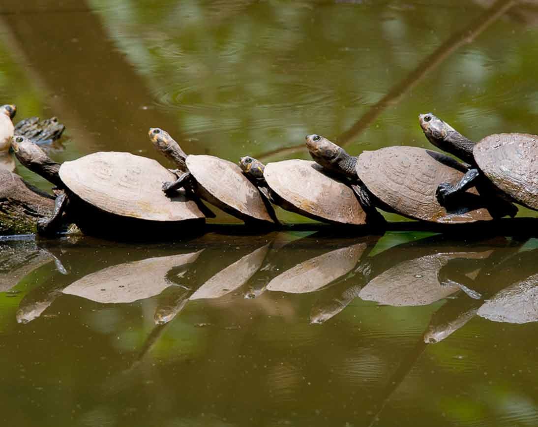 Turtles | Wildlife Tour | Ecuador