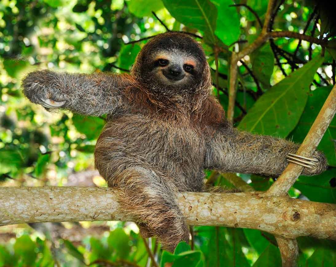 Sloths | Wildlife Tour | Ecuador