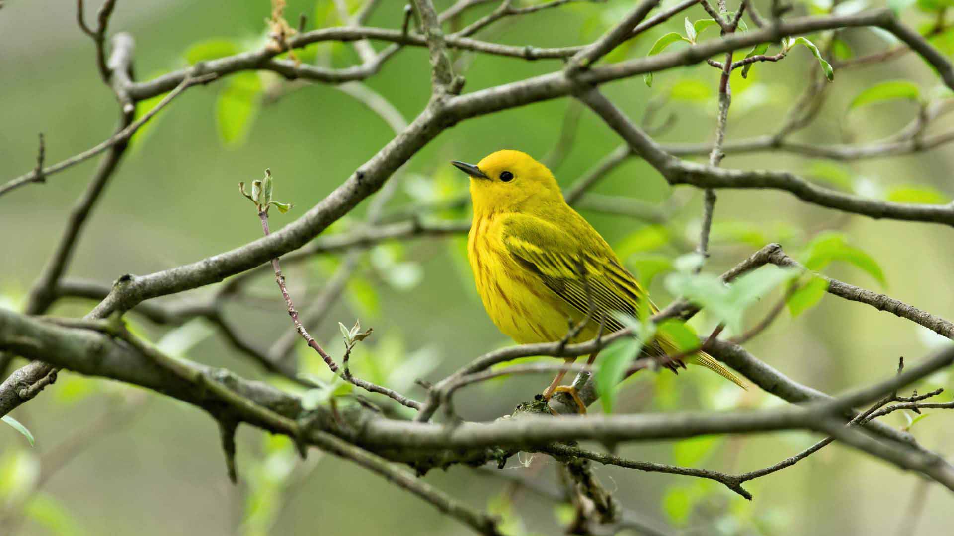 Cráteres gemelos | Yellow Warbler | Galapagos Islands