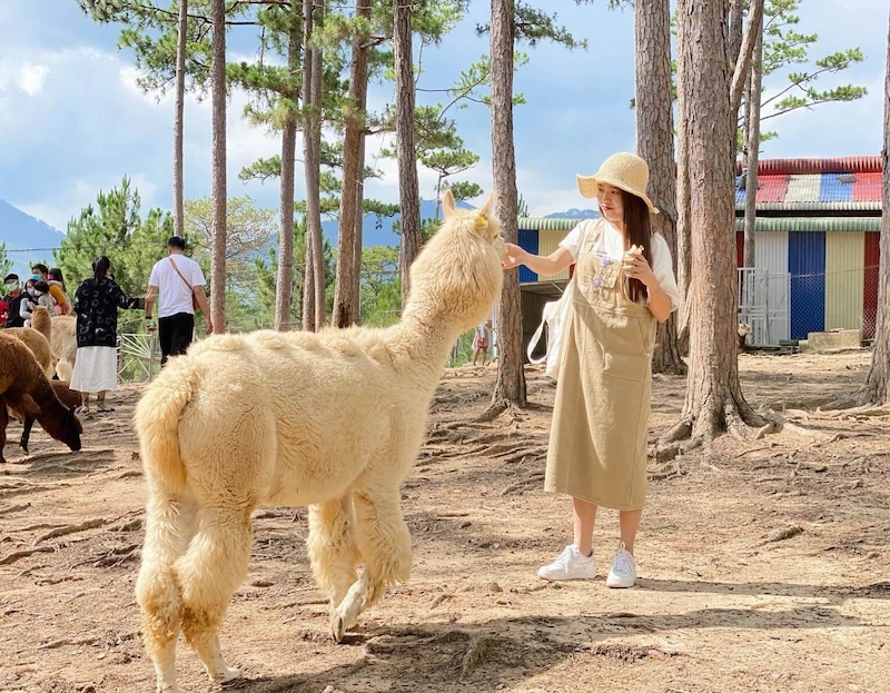 Kinh nghiệm du lịch Đà Lạt - TravelEasy