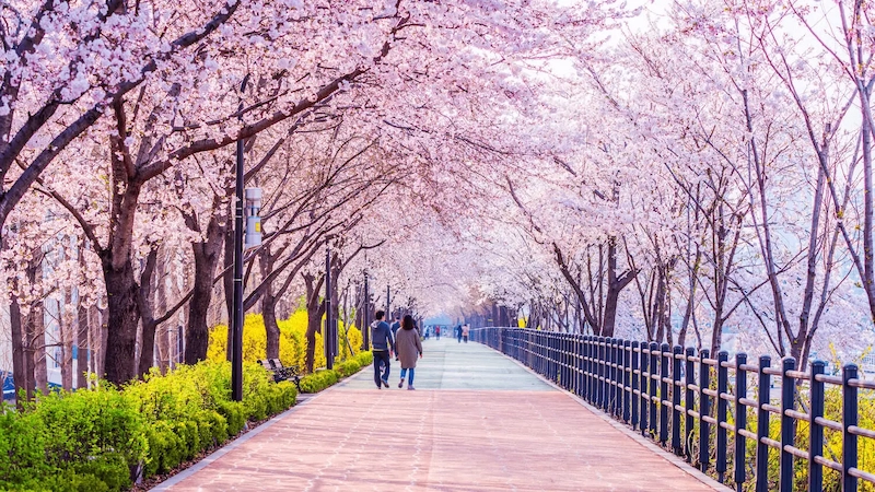 Đặt vé máy bay Tết Seoul TPHCM giá rẻ trên TravelEasy