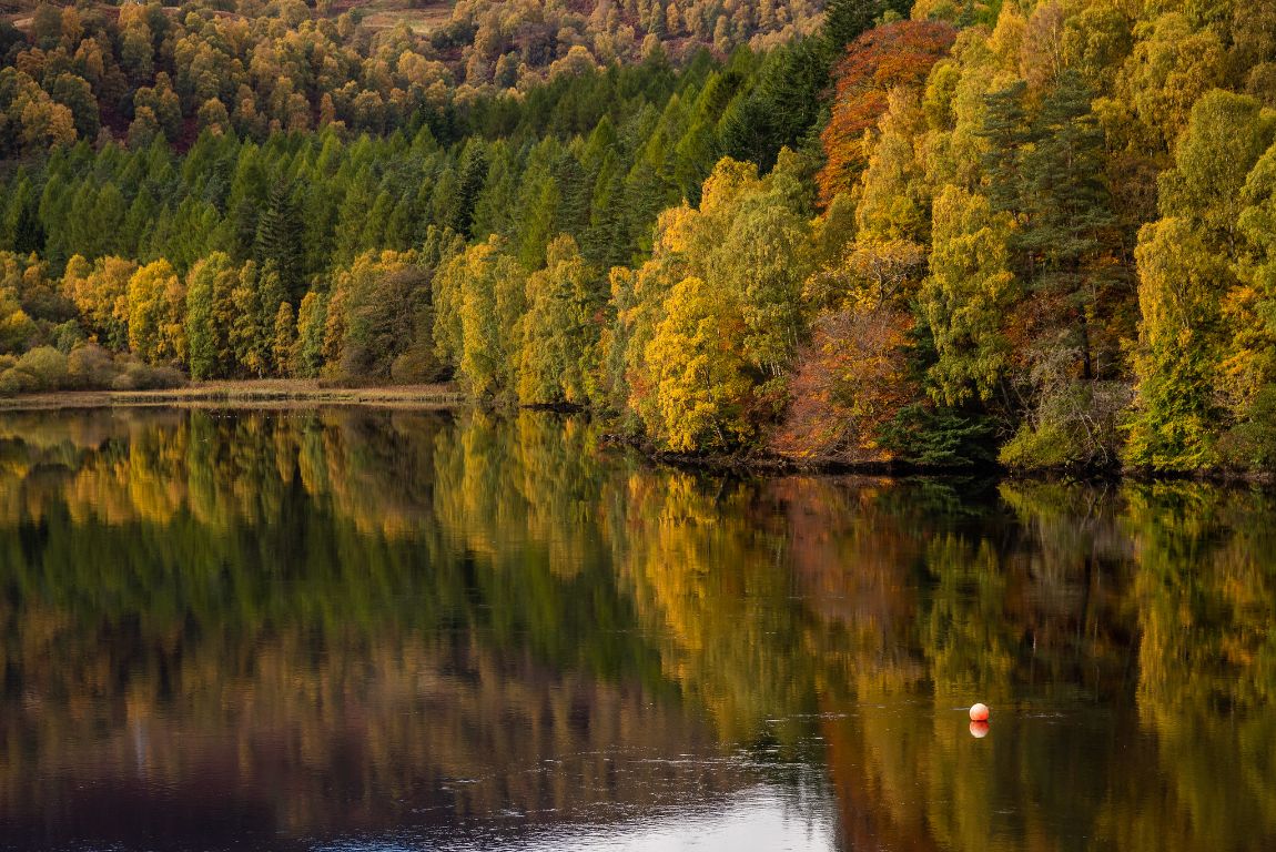 Walk the Faskally Forest