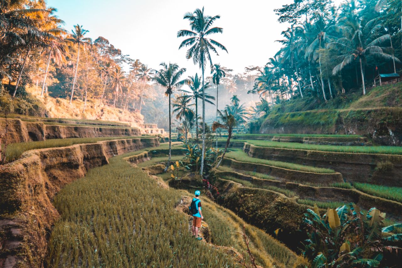 Visit the Tegallalang Rice Terrace