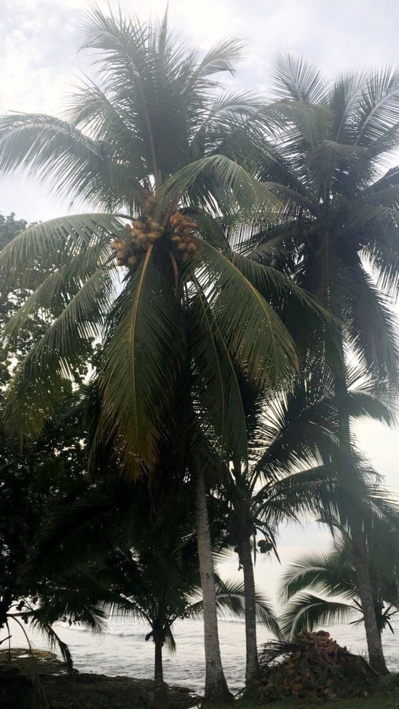 Beach Trip to Cahuita 
