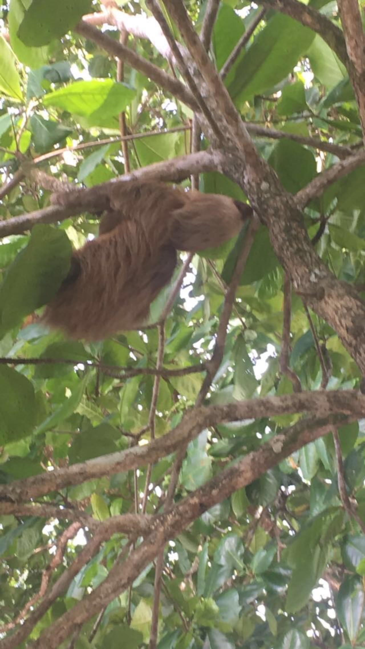 Beach Trip to Cahuita 