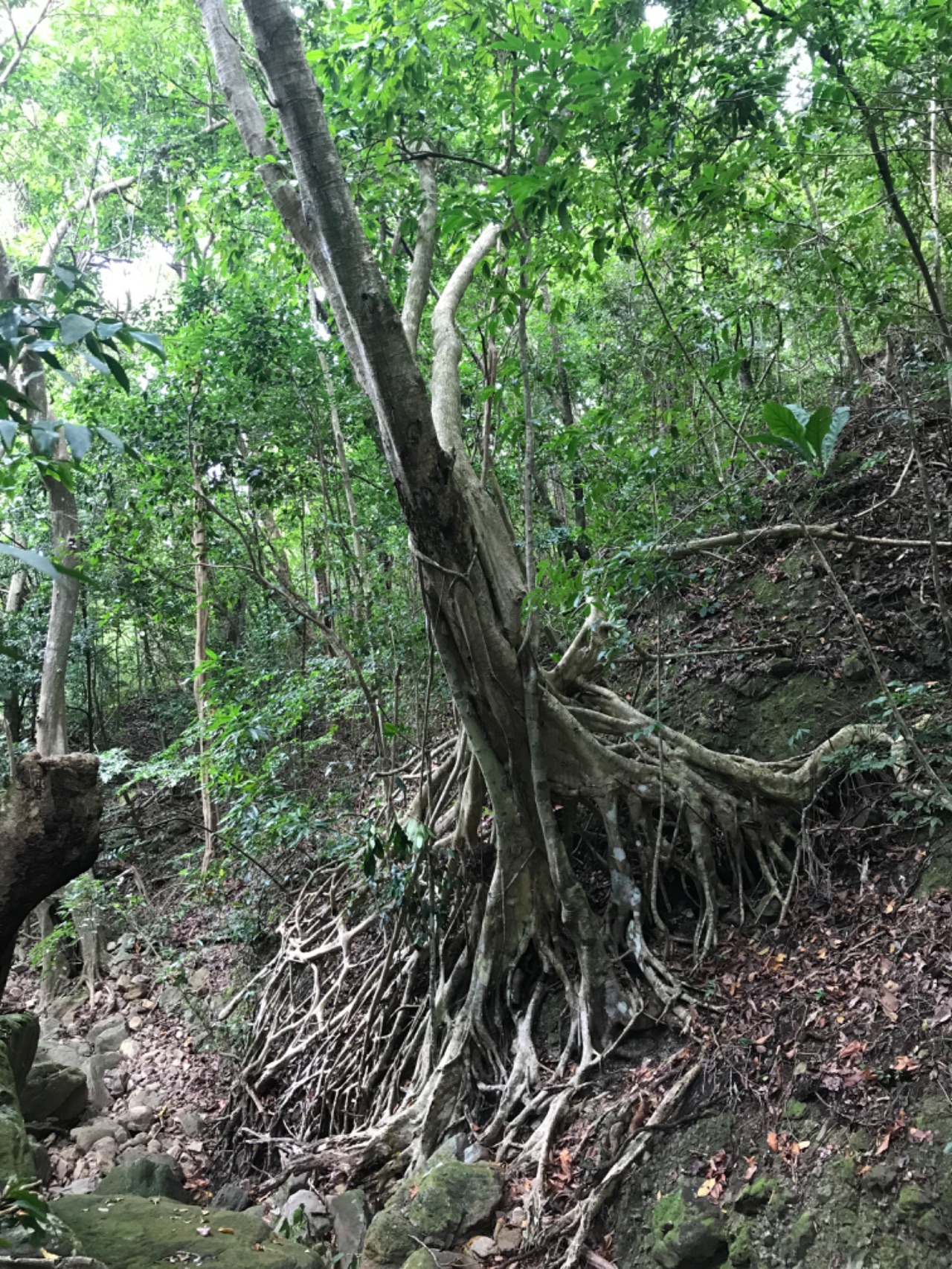 Go to the Peak