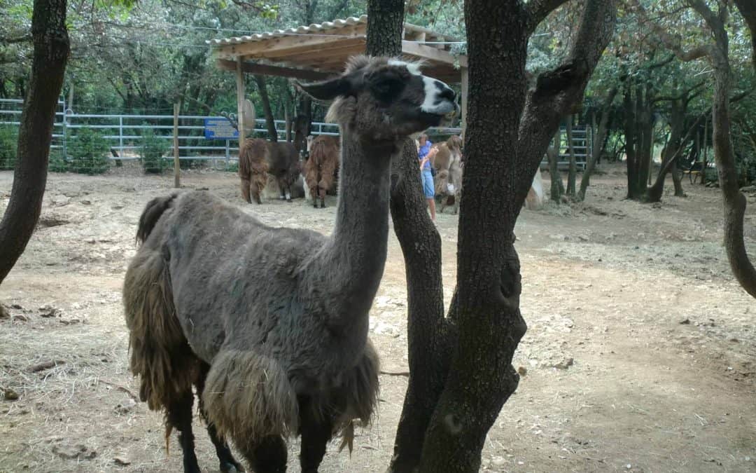 Lama’s aaien in de Ardèche