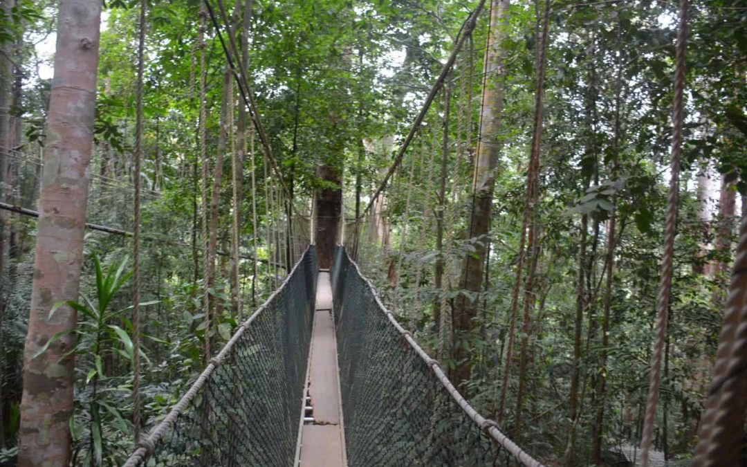 Taman Negara in Maleisië bezoeken: tips + bezienswaardigheden