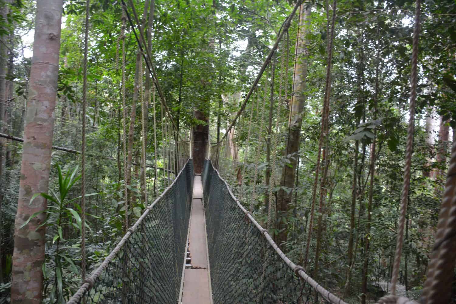tips voor Taman Negara in Maleisië bezoeken 