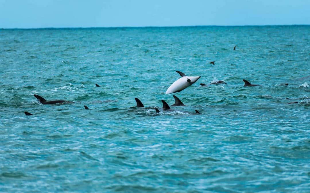 Zwemmen met dolfijnen in Kaikoura, Nieuw-Zeeland