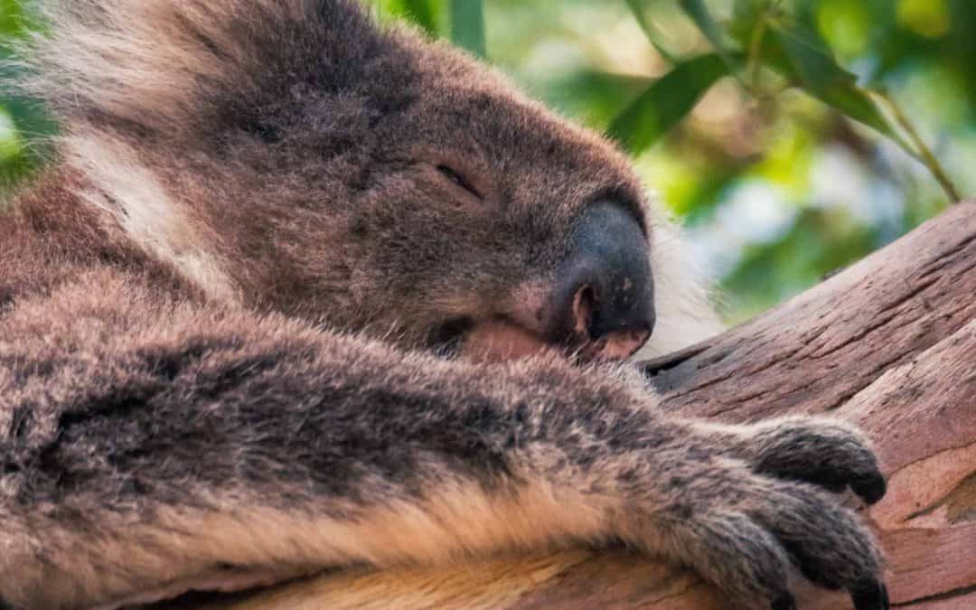Koala’s spotten in Australië: dit zijn de beste plekken!