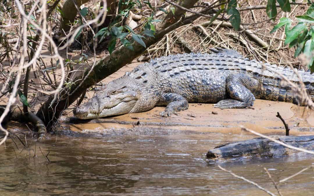 Krokodillen in Australië: ga krokodillen spotten in Daintree!