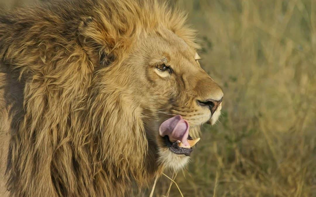 Op de bucketlist | Op safari in Zuid-Afrika