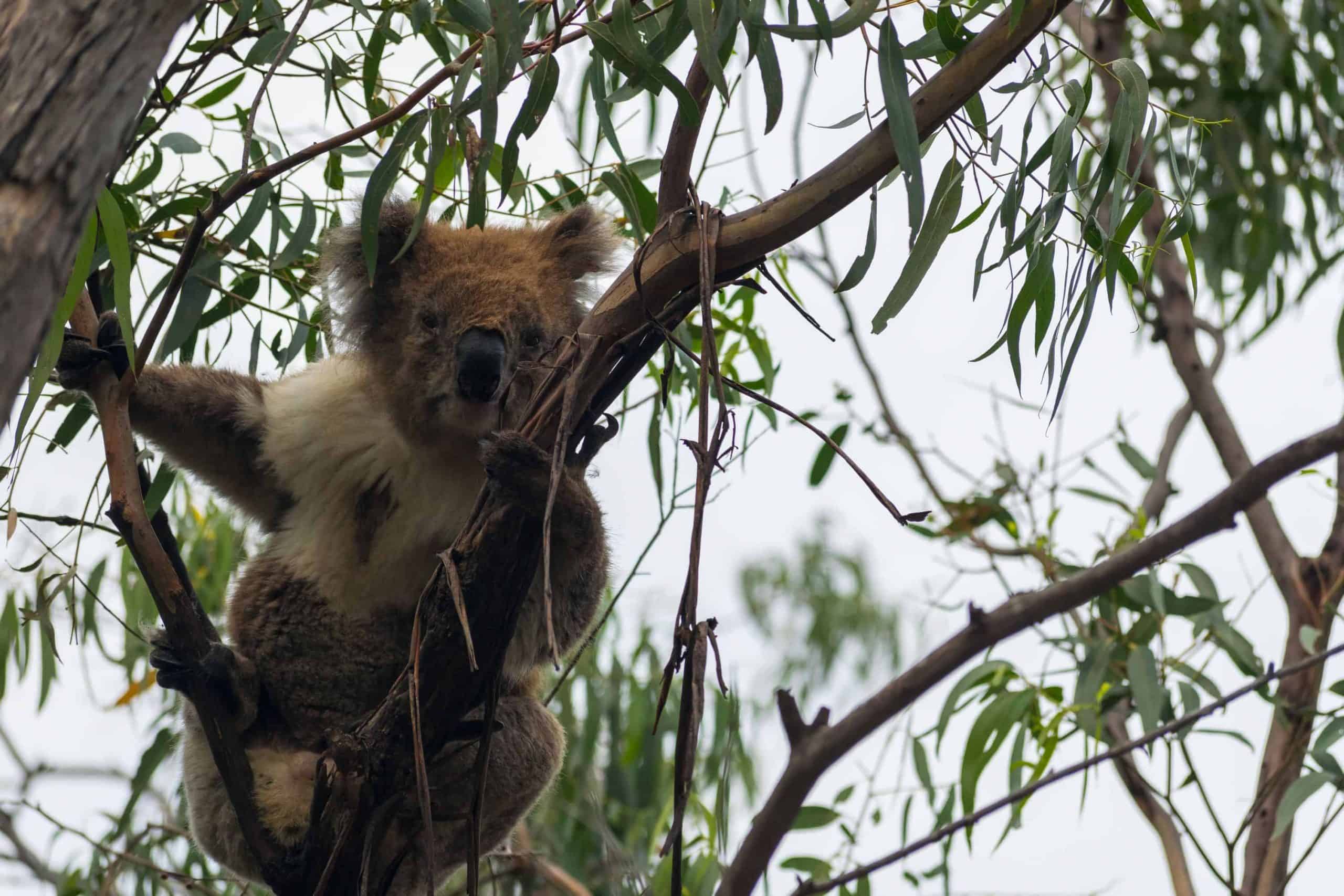 Koala's op Raymond Island in Australië