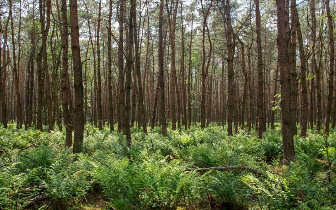 Wandelroute in Dwingelderveld Nationaal Park: boswandeling Spier