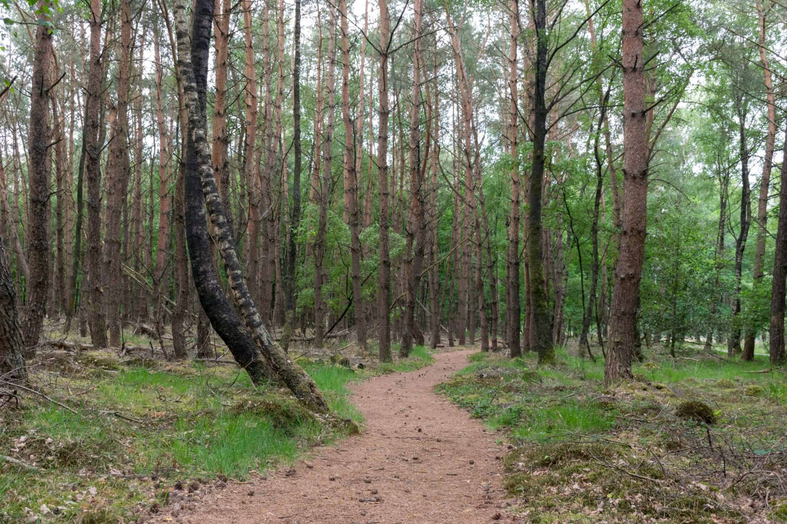 Wandelroute in Dwingelderveld National Park: kibbelhoek wandeling 
