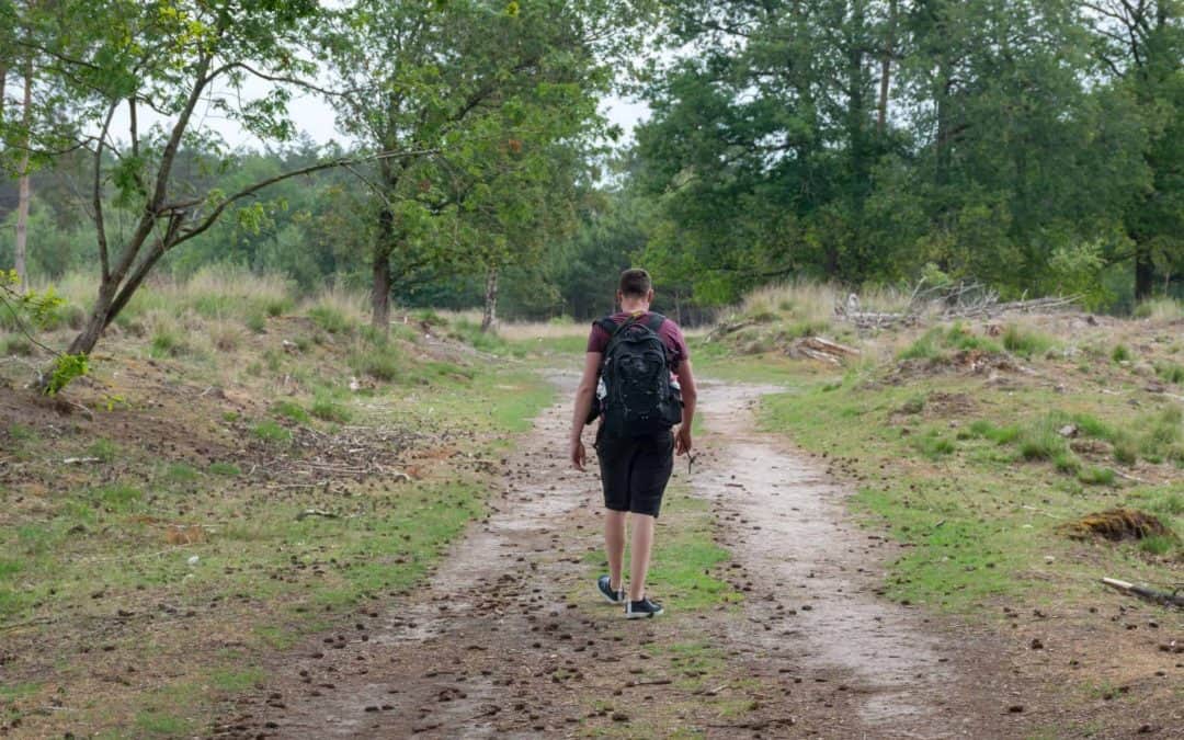 Wandelen in Nationaal Park Dwingelderveld: de beste tips + mooiste plekken!