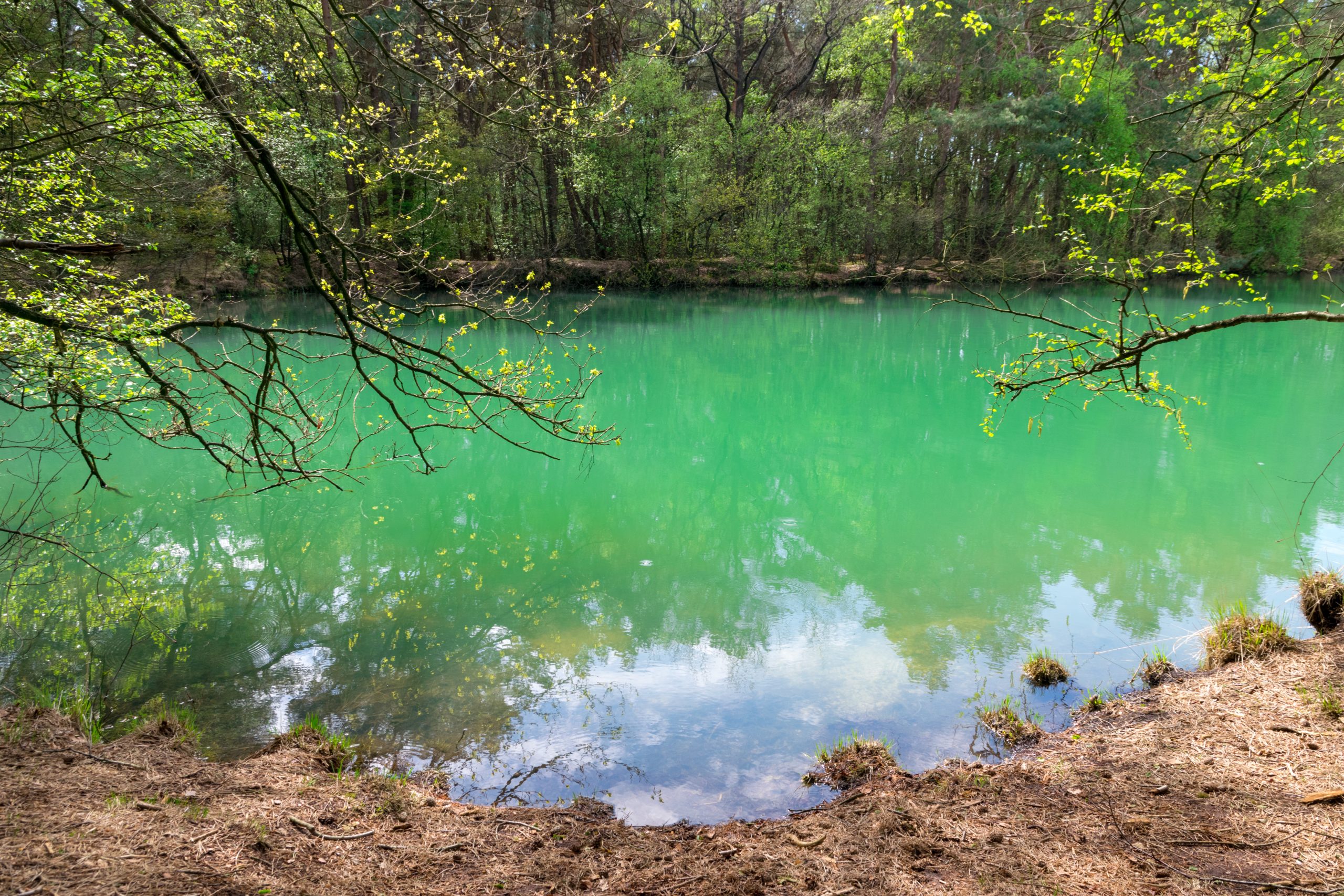 bewonderen Wonder Uitverkoop Wandelen bij het blauwe meer in Drenthe - Travellers of the world