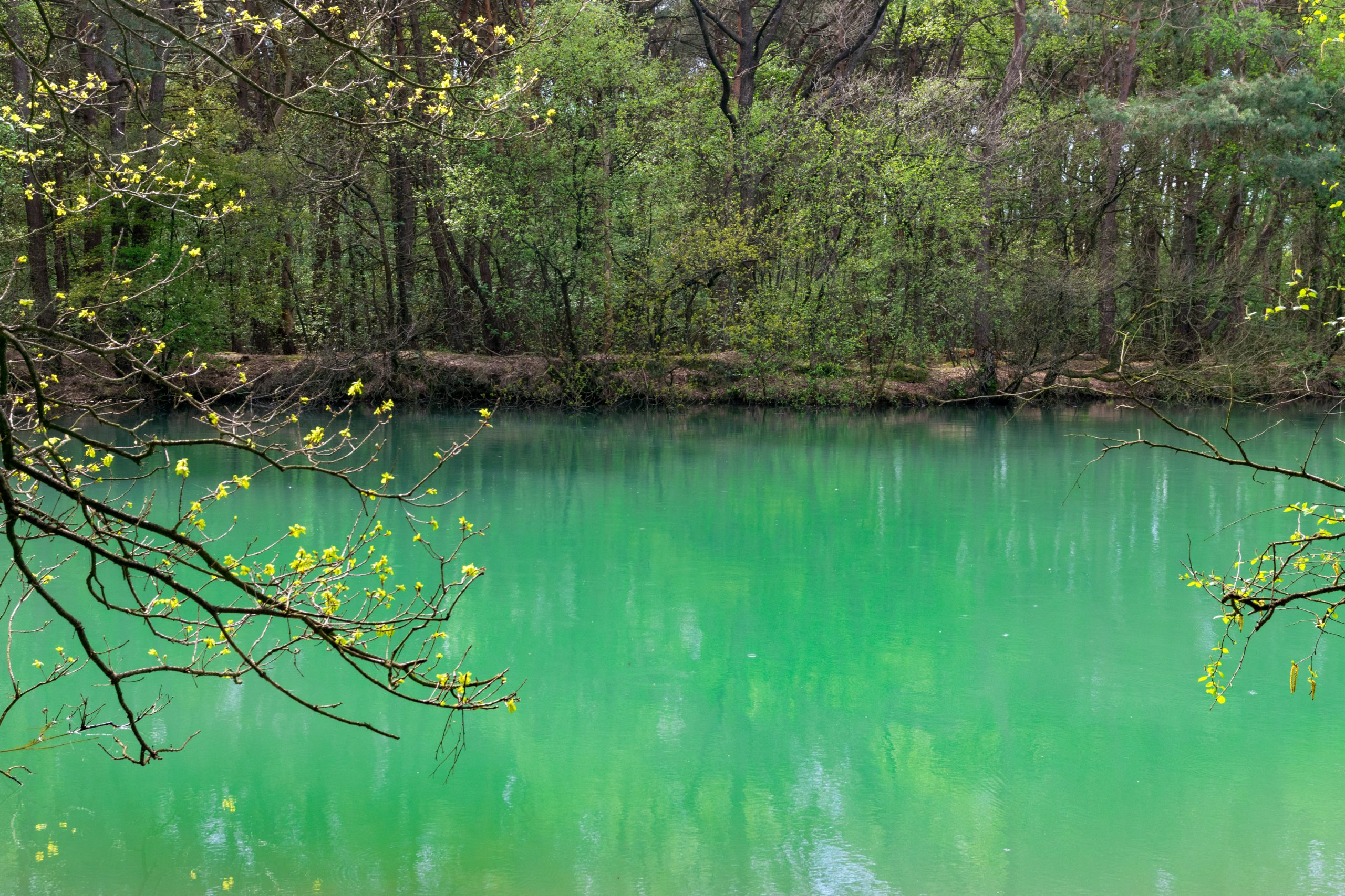 bewonderen Wonder Uitverkoop Wandelen bij het blauwe meer in Drenthe - Travellers of the world