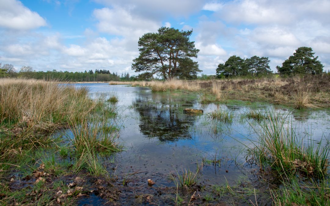 Wandelroute in het Drents-Friese Wold: de Ganzenpoel wandelroute