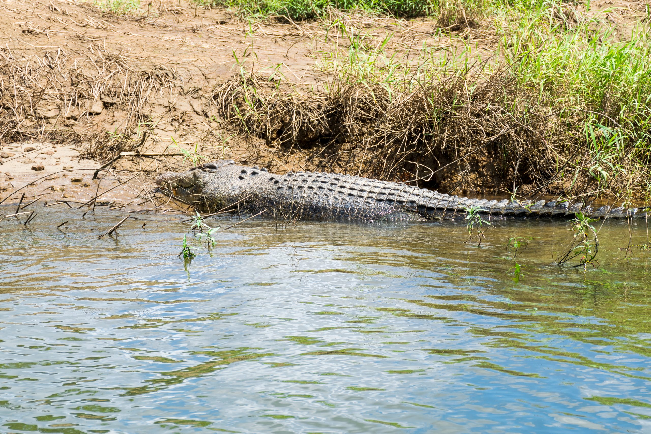 Krokodillen in Daintree in Australië