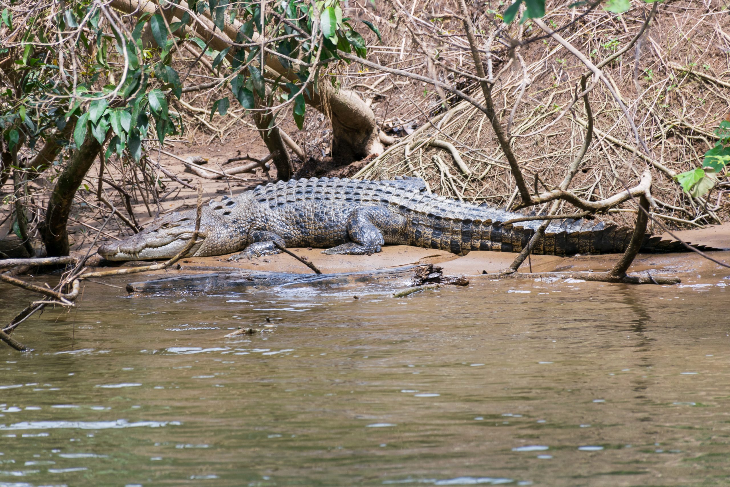 Doen in Port Douglas en omgeving: krokodillen spotten 