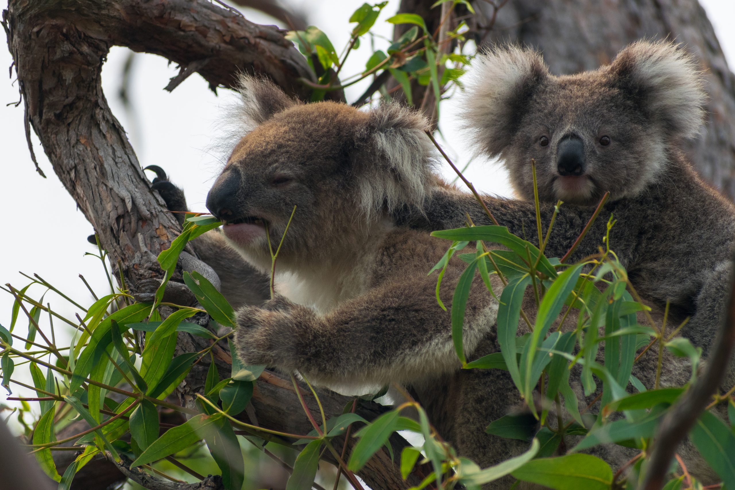 Koala's spotten op Raymond Island in Australië