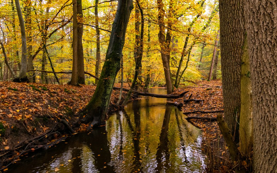 Prachtige wandelroute in het Leuvenumse bos: de Roode Koperroute