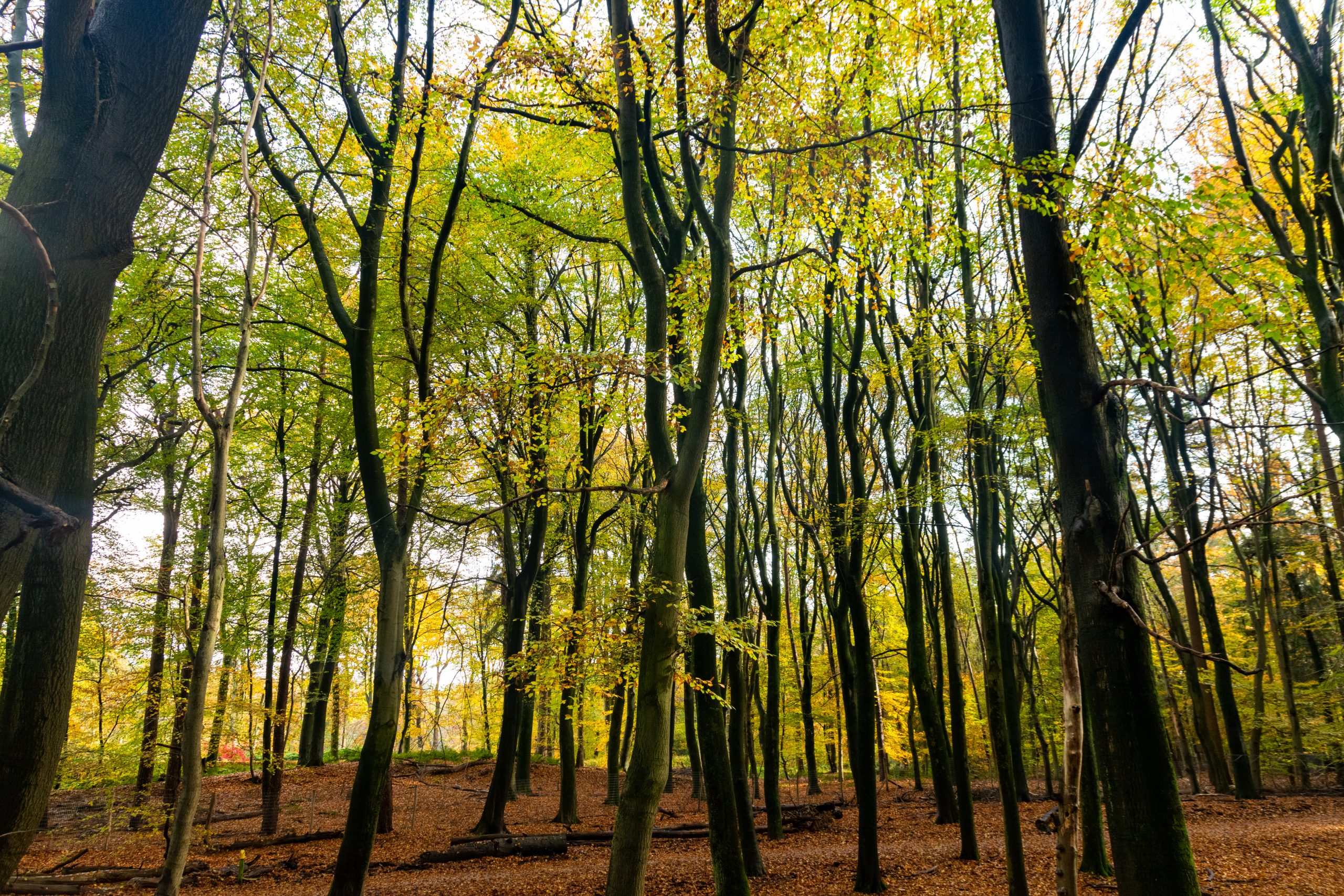 Bos in de Veluwe