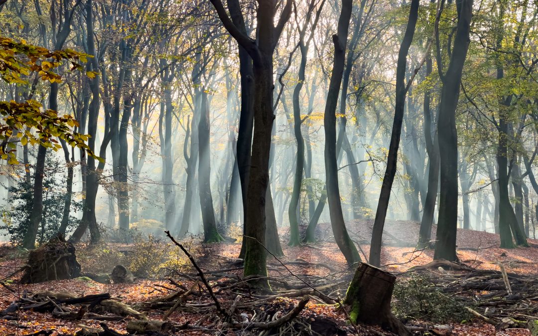 Fotograferen en wandelen in het Speulderbos: handige tips voor jouw bezoek!