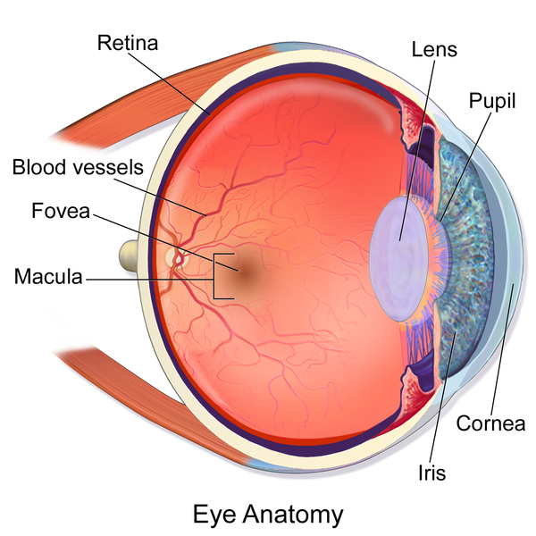 600px-Blausen_0389_EyeAnatomy_02.png