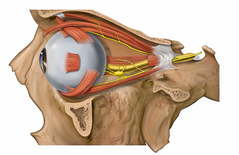 800px-Lateral_orbit_nerves.jpg