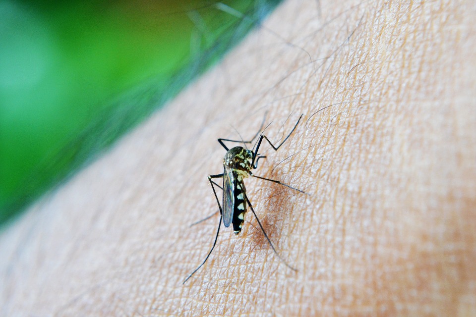 A mosquito leaves a painful bug bite.