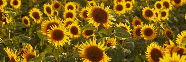 July 2025 - Soak in the Sunshine