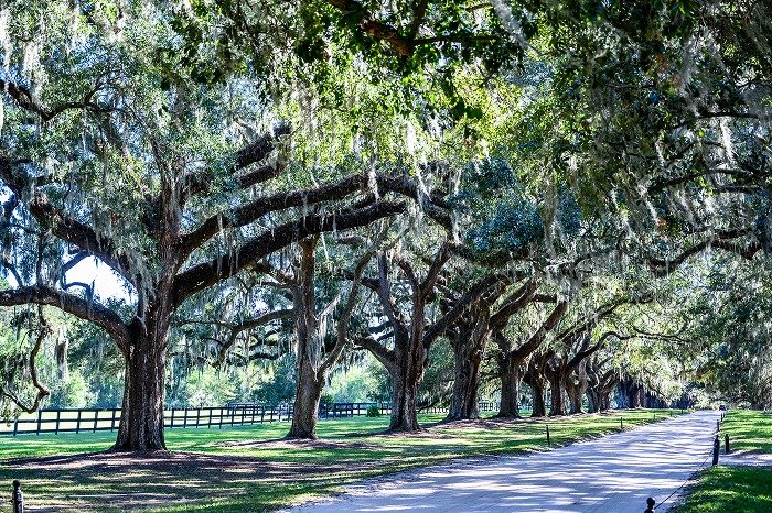 Boone Hall Plantation