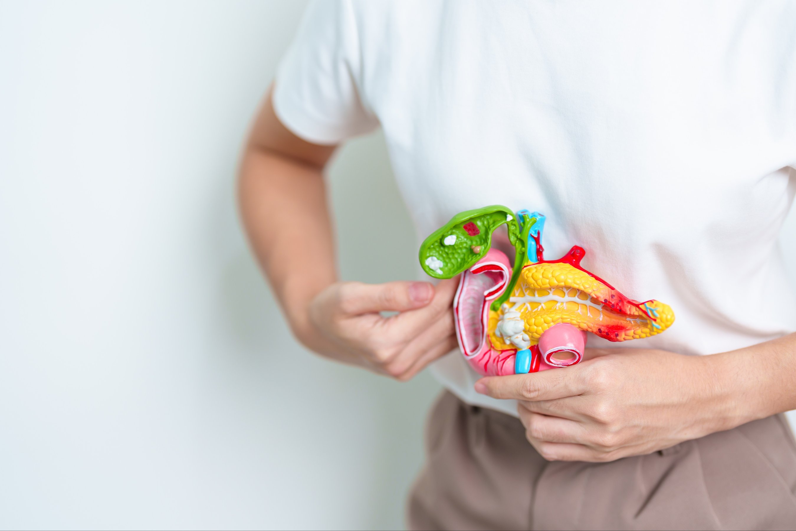 Woman holding human Pancreatitis anatomy model with Pancreas
