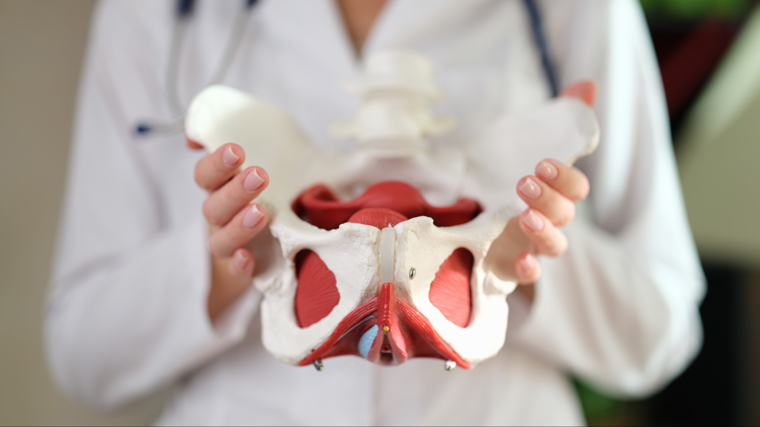 The doctor holds an anatomical model of the human pelvis