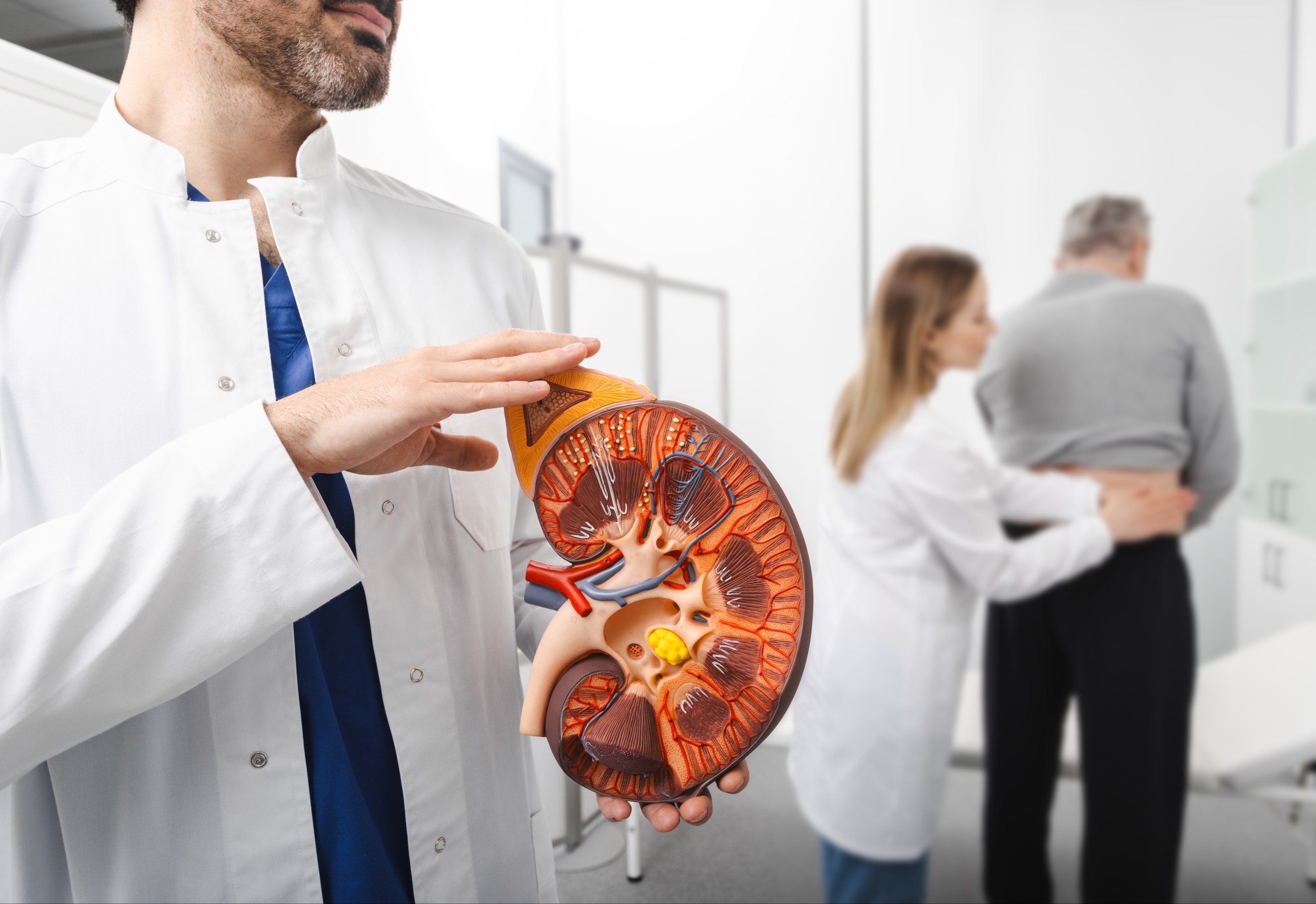 Anatomical model of human kidney in hands of doctor urologist standing in medical office