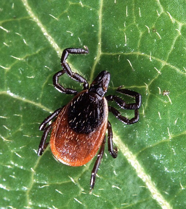 deer-tick-lyme-disease-virginia