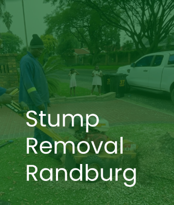 The Environmental Impact of Tree Felling in Aldara Park 