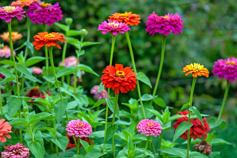 how to start cut flower garden