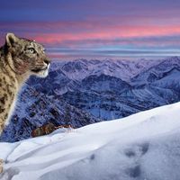 Striking image of a snow leopard wins Wildlife Photographer of the Year People's Choice Award 