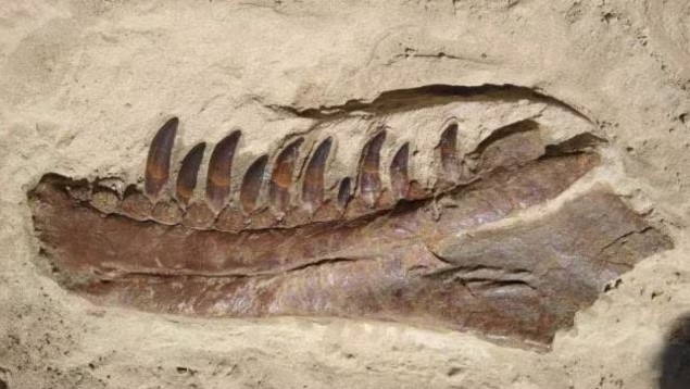 Descoberta do Fóssil de Dinossauro Mais Antigo no Brasil
